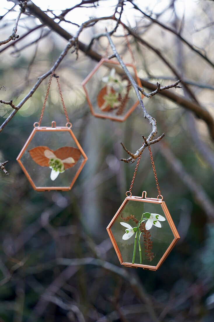 Schneeglöckchen (Galanthus) in kupferfarbenem Glasrahmen zum Aufklappen, dekoriert mit getrockneten Farnblättern, hängt in einem Baum