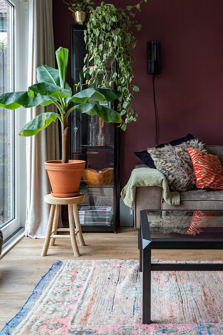 Houseplant in terracotta pot next to couch with cushions