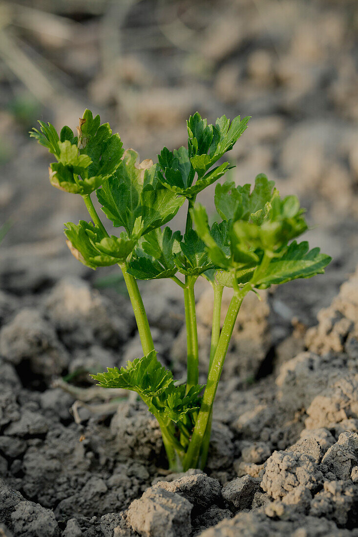Celery seedling plant in vegetable patch