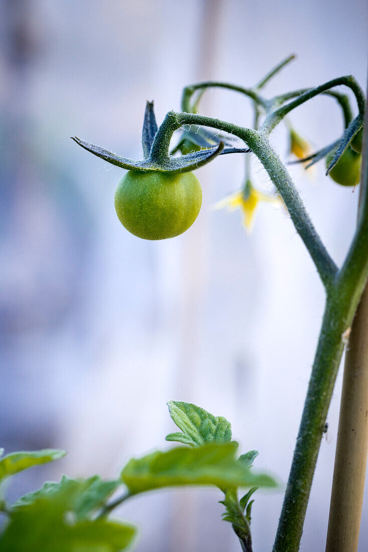 Unreife Tomate an der Pflanze
