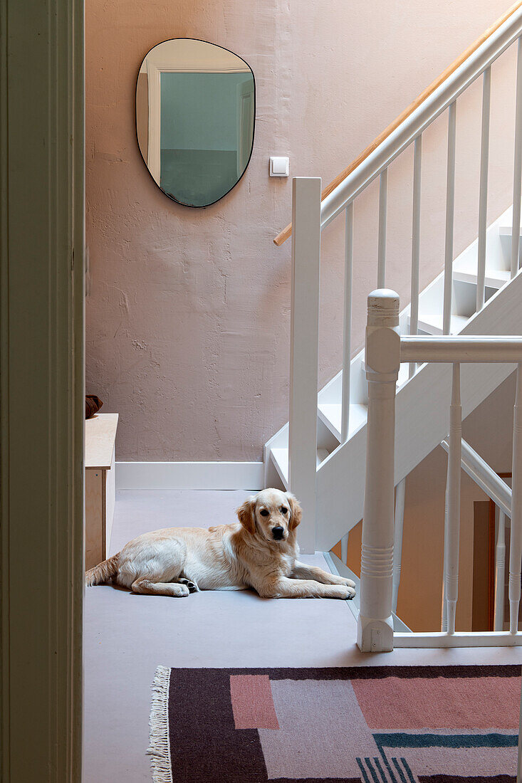 Dog lying on the floor in the stairwell with pink walls and white wooden stairs