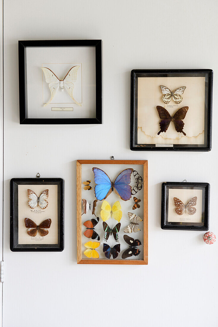 Framed butterfly collection