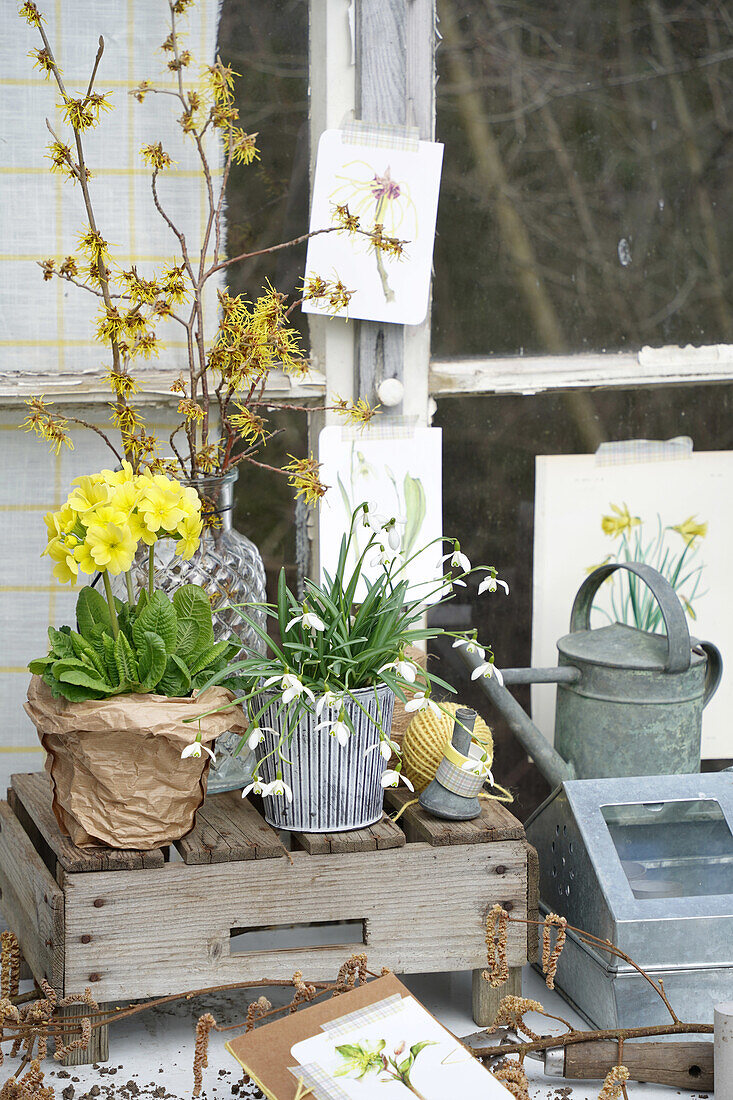 Frühblüherpracht: Primel (Primula) und Schneeglöckchen (Galanthus) auf rustikalem Fensterbrett