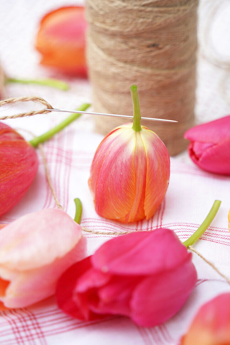 Tulpenknospen auf Stoffuntergrund