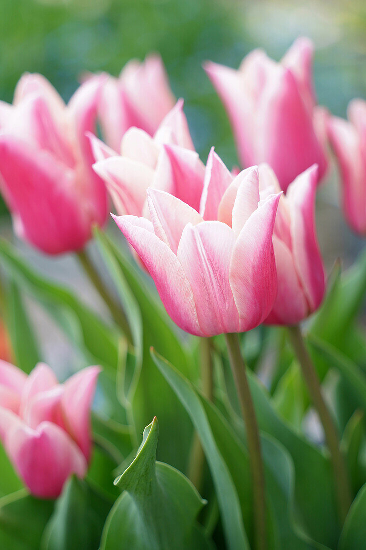 Pink tulips (Tulipa) in soft sunlight