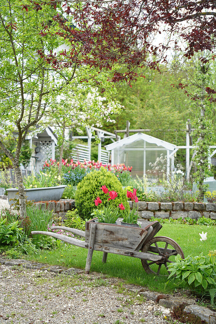 Idyllischer Garten mit roten Tulpen (Tulipa) in alter Holzkschubkarre