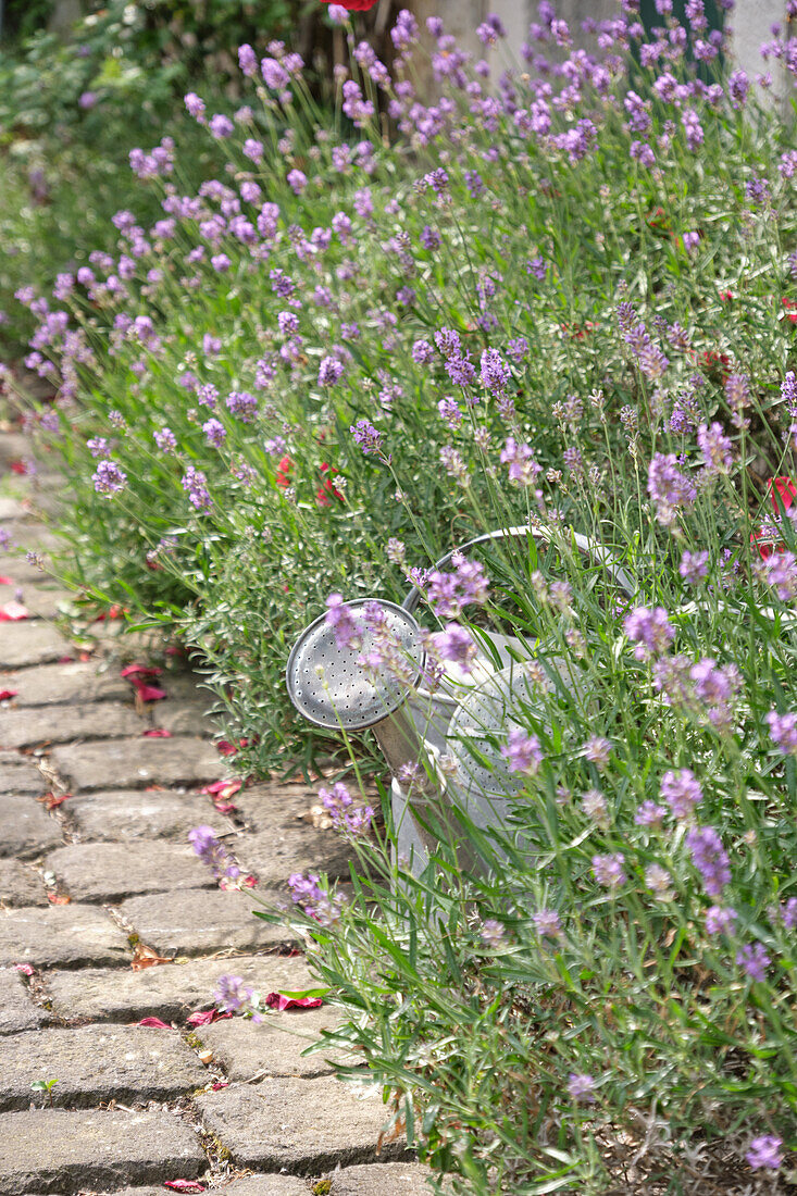 Watering can next to blooming lavender (Lavandula) on cobblestone garden path