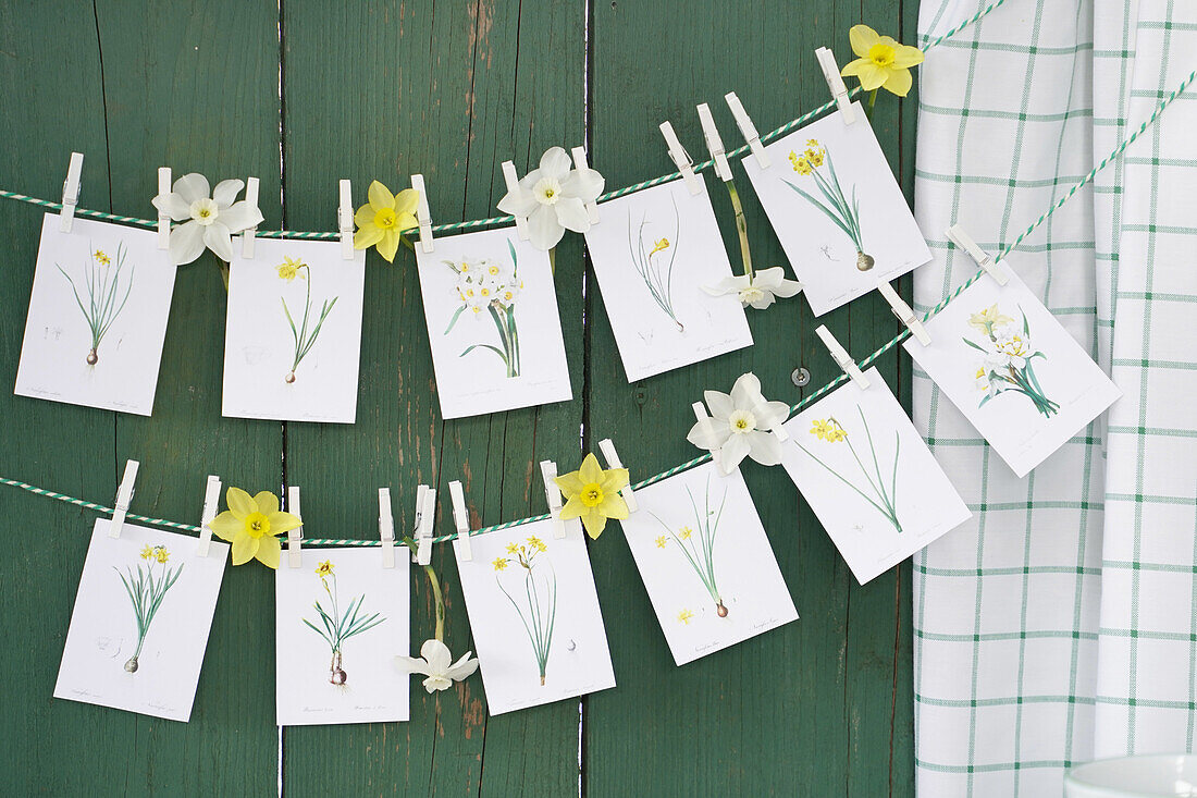 DIY cards with drawn and real daffodils on a string