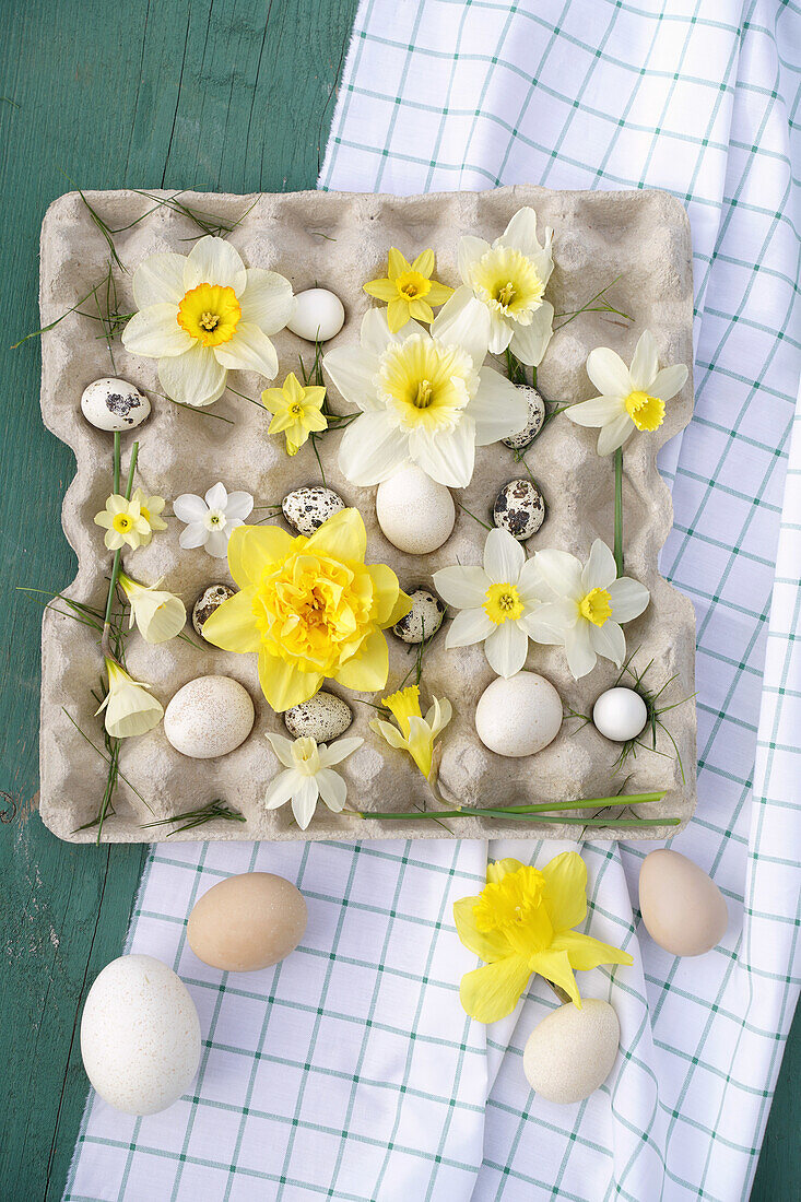 Arrangement aus Osterglocken (Narcissus) und Eiern in Eierkarton
