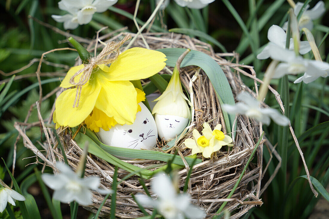 Daffodils (Narcissus) in a nest with decorated Easter eggs and snowdrops