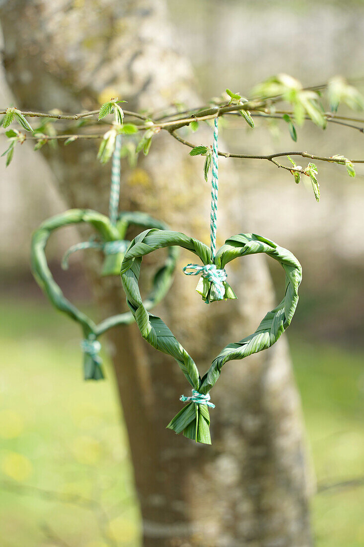 Herzförmiger Kranz aus grünen Blättern an einem Baum im Frühling