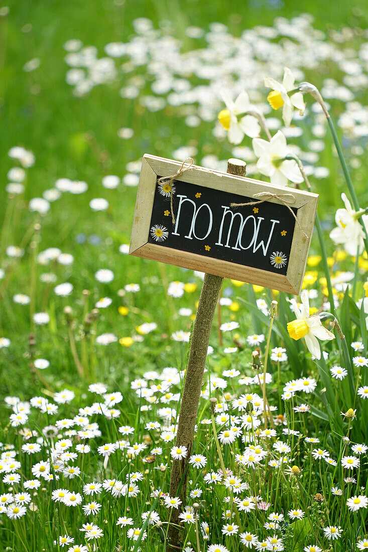 Flower meadow in spring with 'no mow' sign