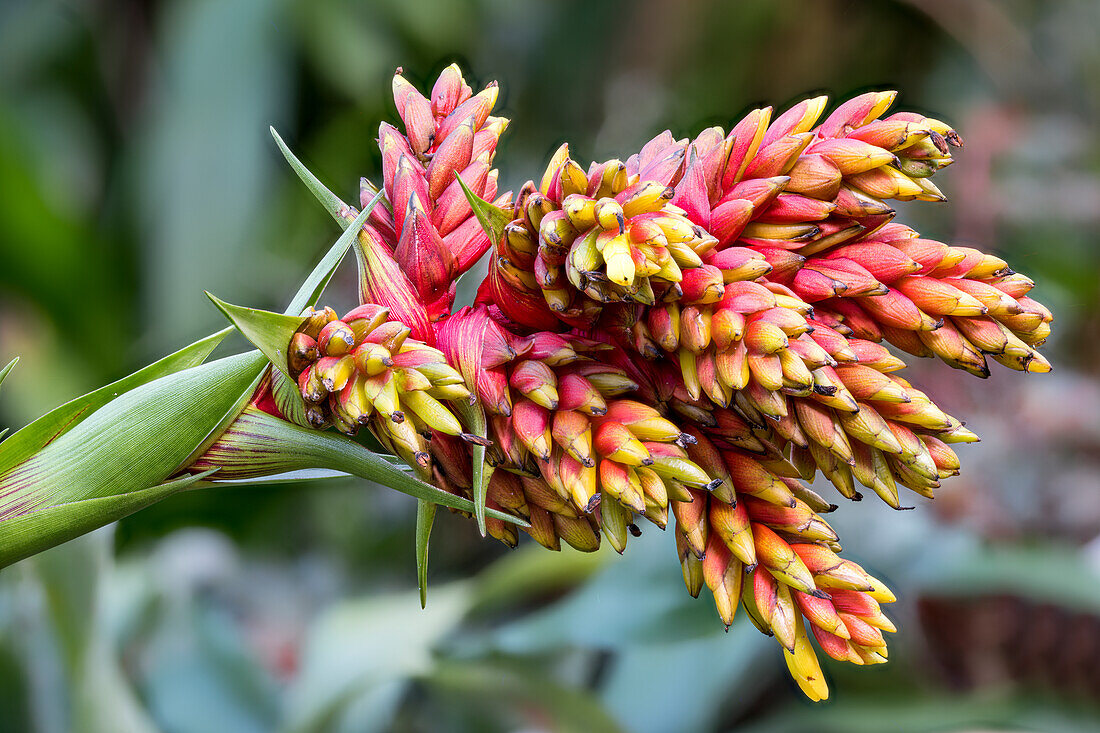 Guzmania flowers (Guzmania, Bromeliaceae)