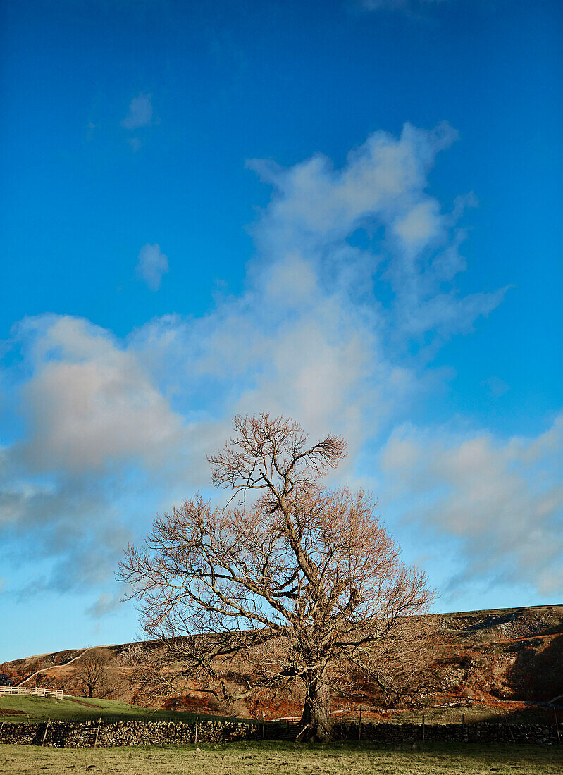 Herbstbaum und Trockenmauer in der Landschaft von North Yorkshire, UK