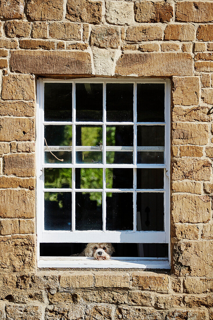 Hund blickt aus dem Fenster eines alten Steinhauses, UK