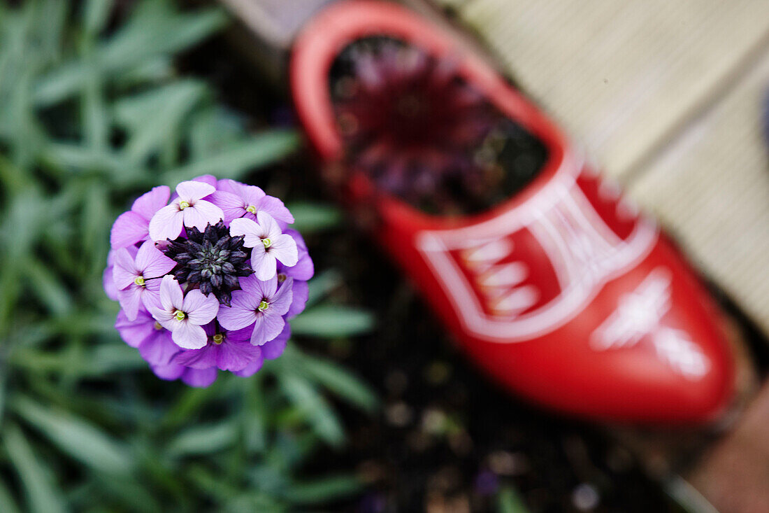 Blüte und roter Schuh als Blumentopf im Garten in Brighton, East Sussex, England, UK