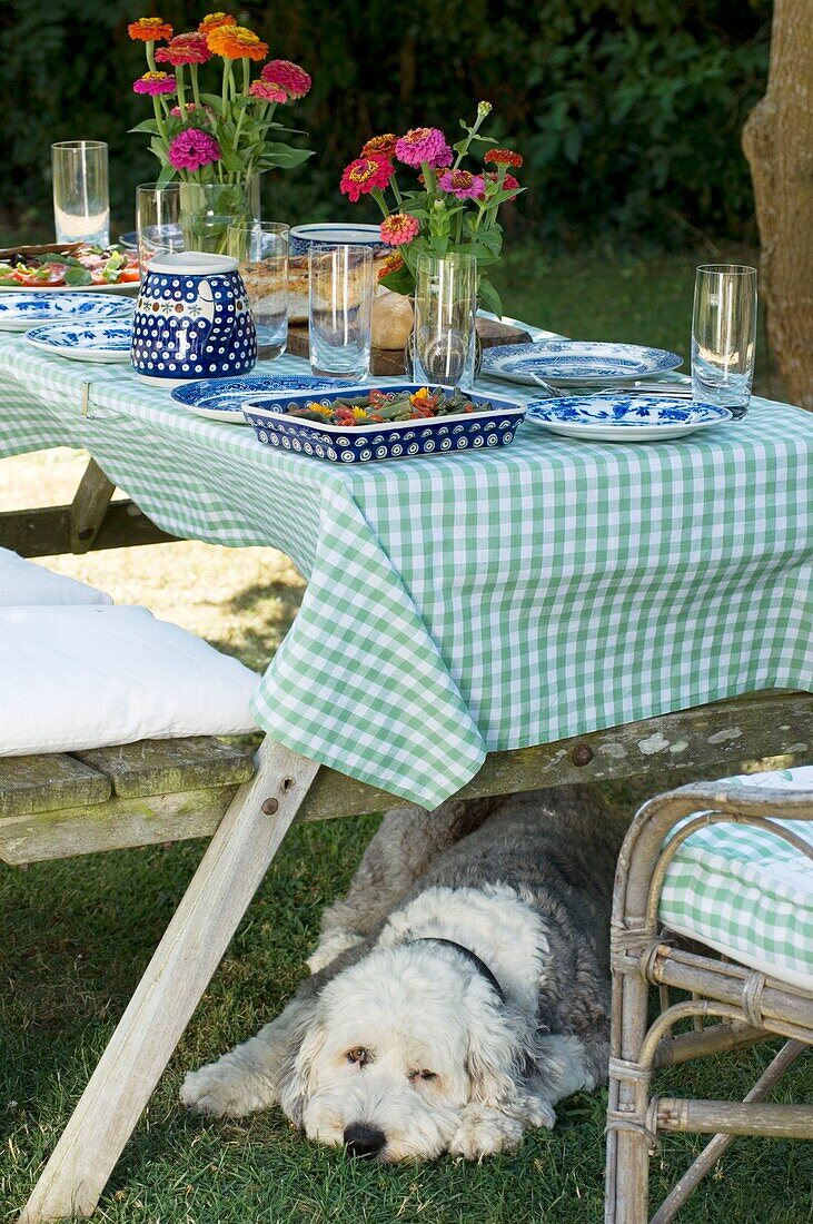Dog relaxing under garden table prepared for meal