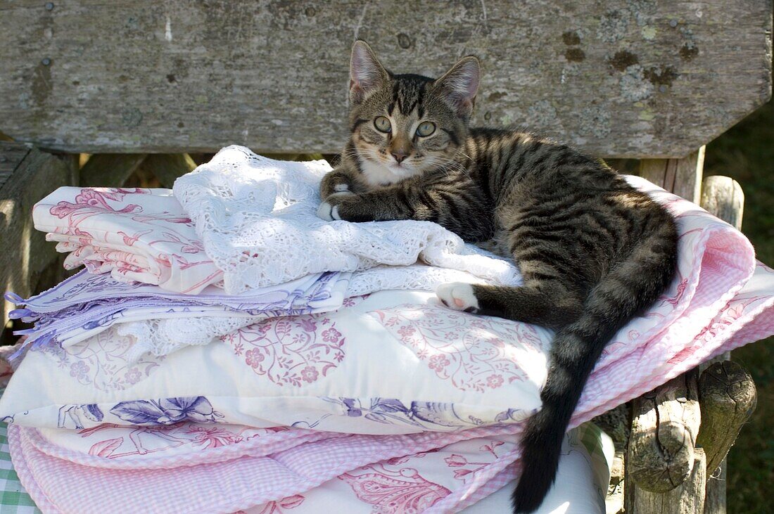 Getigerte Katze entspannt sich auf einem Wäschestapel