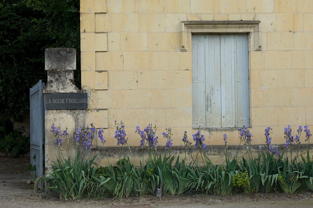 Reihe violetter Schwertlilien vor dem Haus