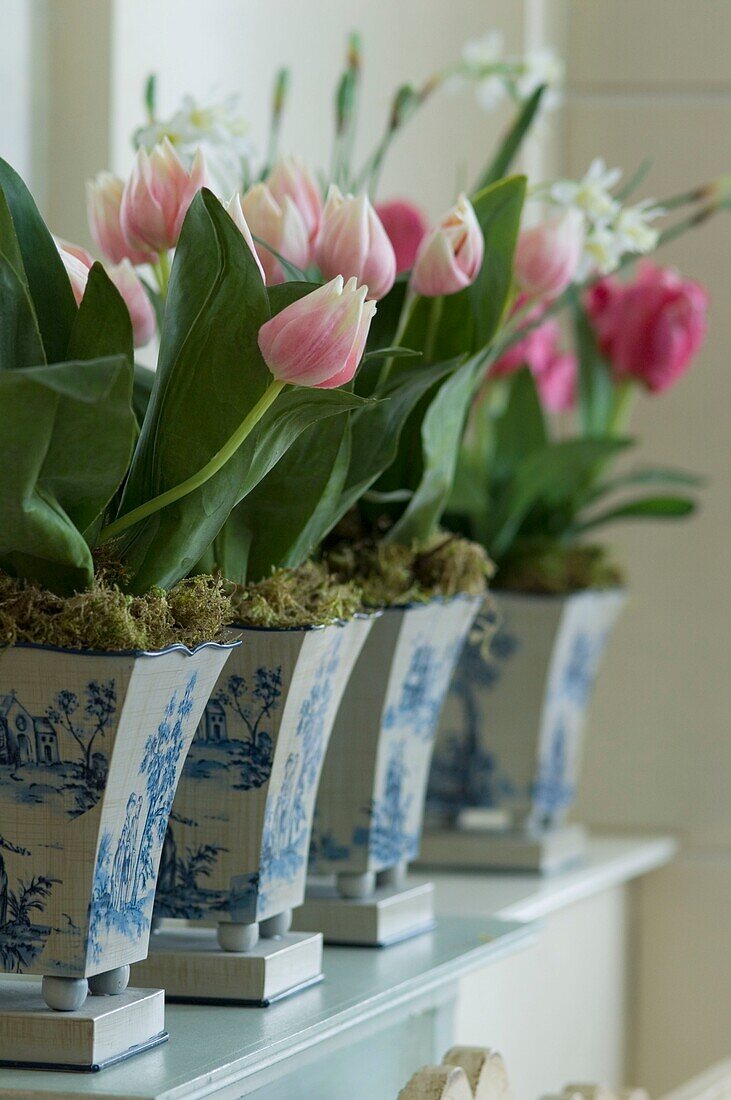 Tulips in traditional ceramic flower pots