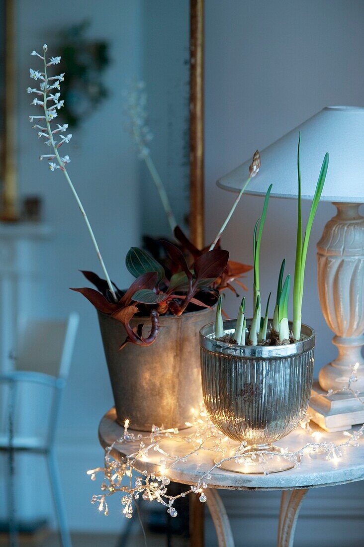 Fairy lights and pot plants on table