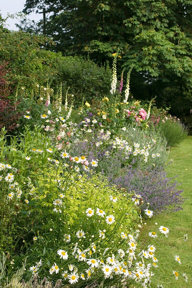 Cottage garden with flourishing flowers