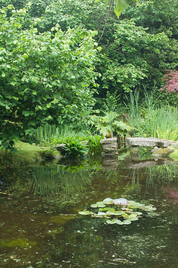 Teich im Garten