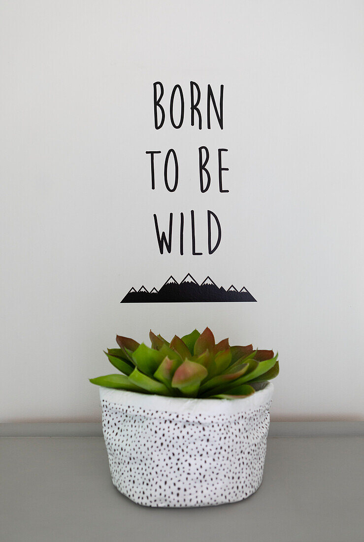 Sukkulenten und 'Born to be Wild' Schrift in einem Haus in Colchester, Essex, UK