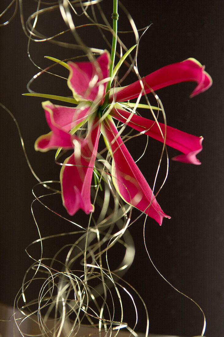 A pink flower tangled in some gold wire