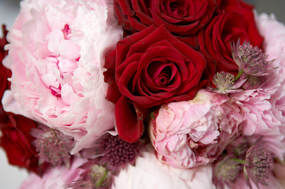 Detail of fresh red roses and pink peonies