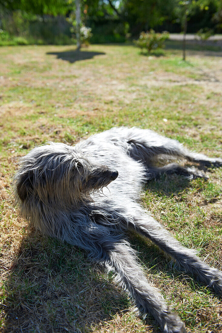 Dog lying on grass in sunlight, Iden, Rye, East Sussex, UK