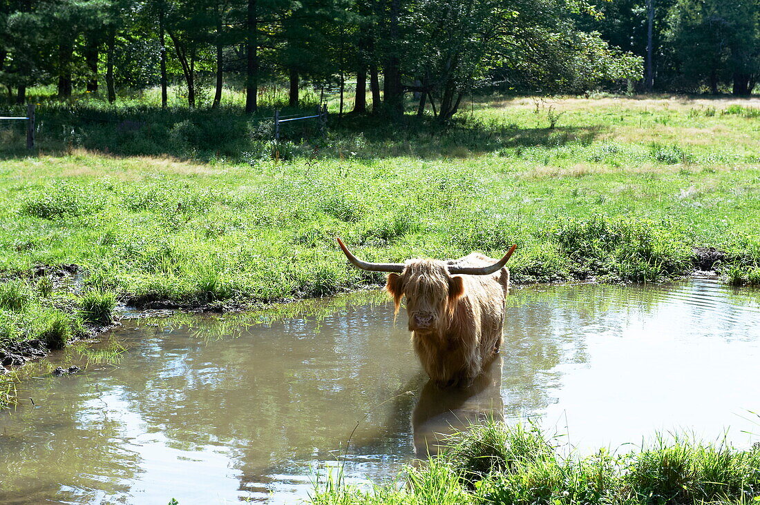 Highland cow standing in pond, Massachusetts, New England, USA