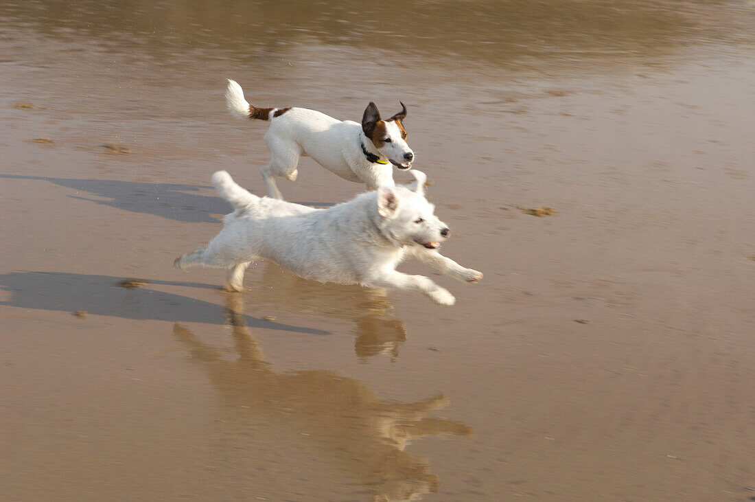 Jack Russell Hunde ruhen auf nassem Sand in Hastings England UK