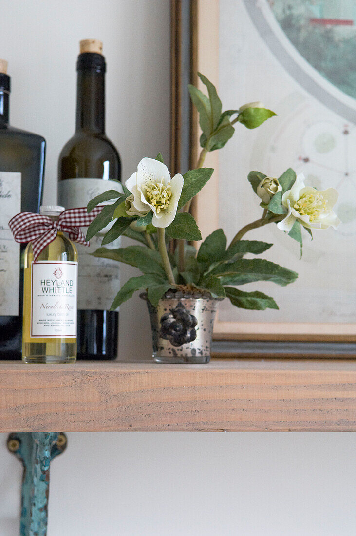Zimmerpflanze und Flaschen auf einem Regal in einem Haus in Canterbury England UK