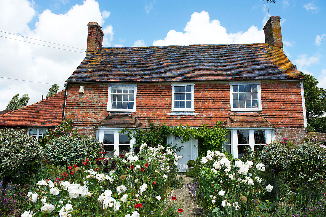 Cottage-Garten mit weiß blühenden Rosen in Iden, Rye, East Sussex, UK