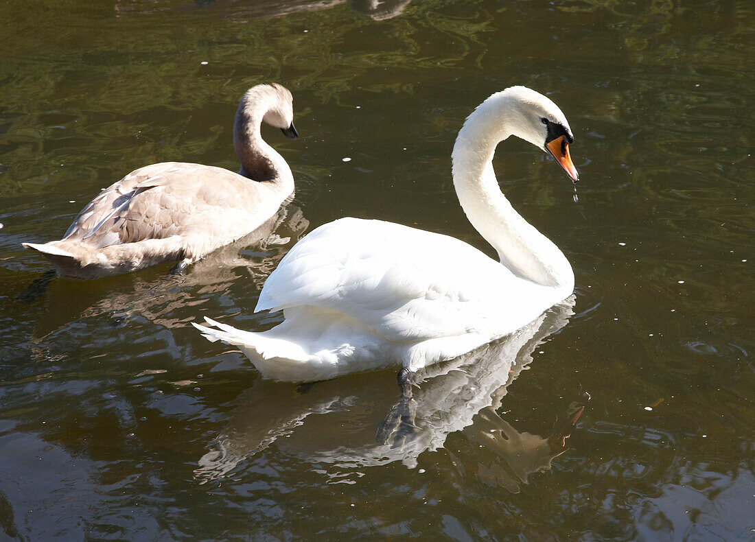 Two swans on river