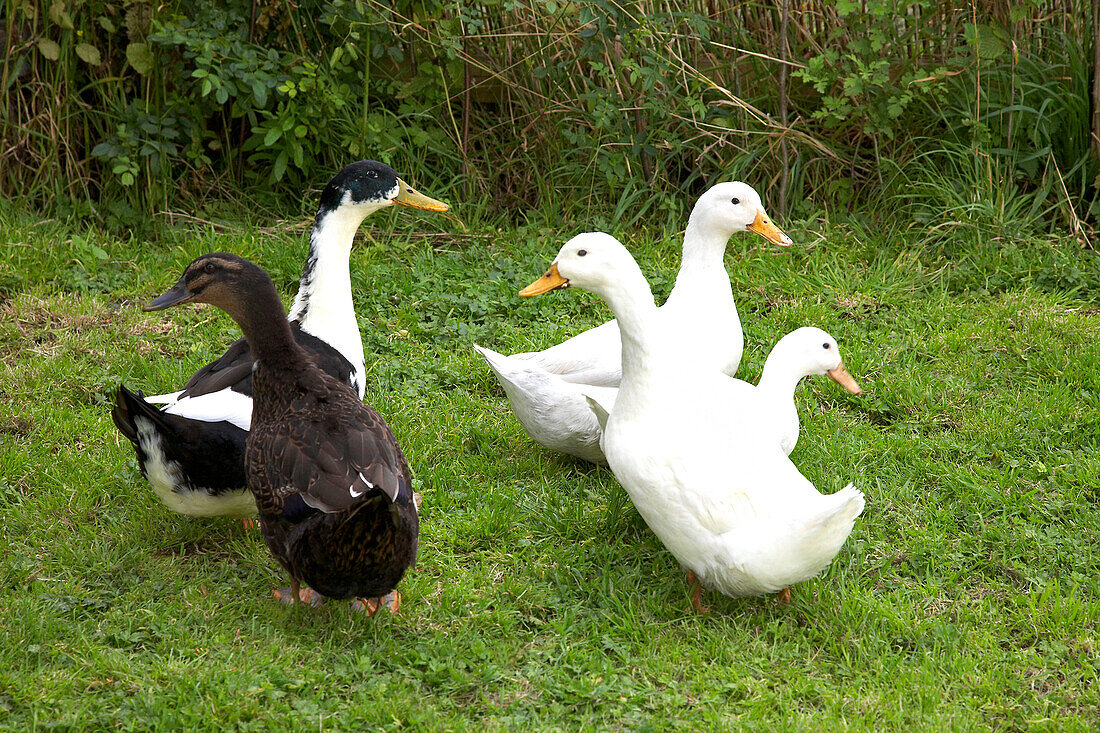 Schwarze und weiße Enten im Garten eines Bauernhauses in Gloucestershire, England, UK