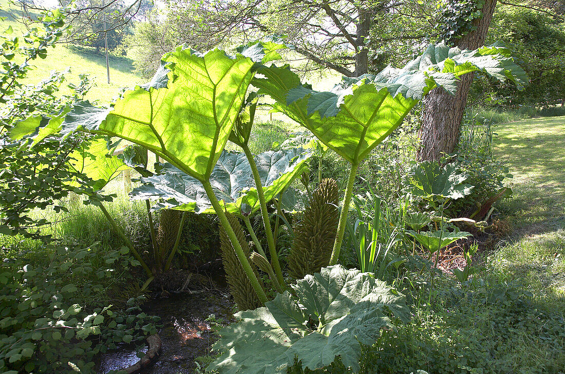 Riesige Blätter im Garten im ländlichen Somerset, England, UK