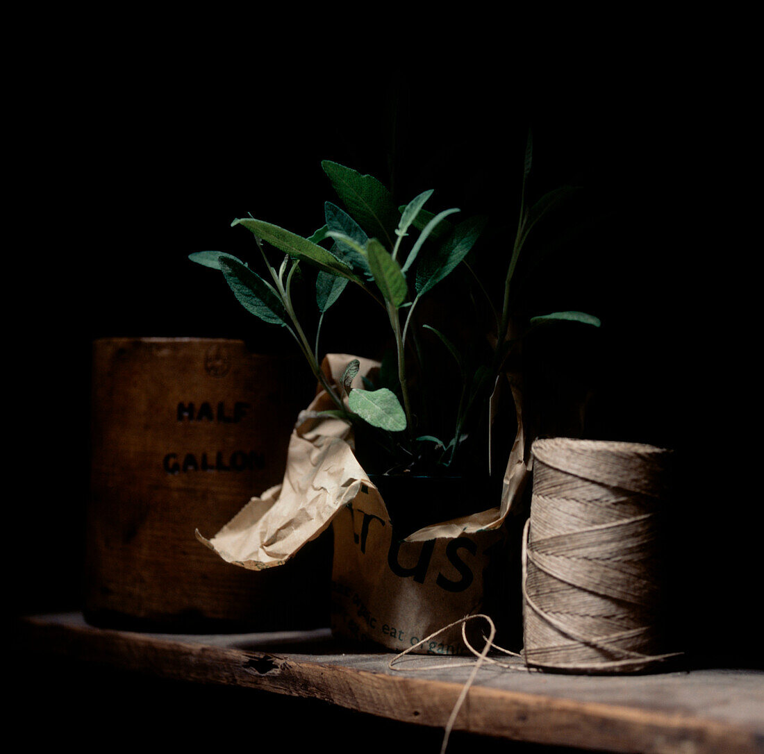 Potted plant and gardening tools on a shelf in a shed