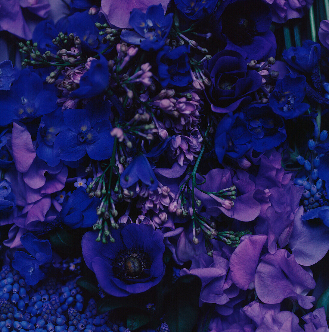 Purple flower display
