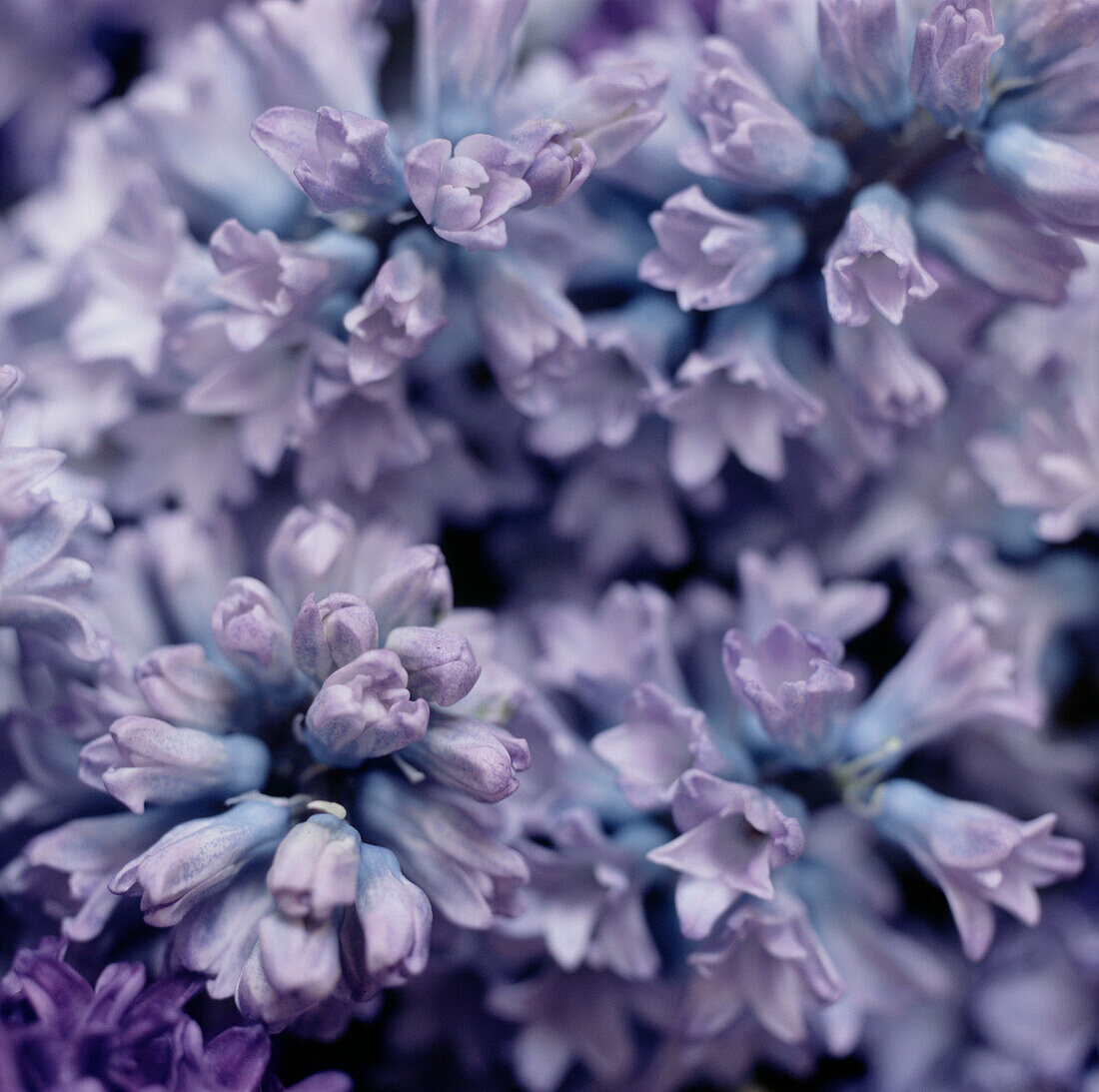 Detail of purple hyacinth flowers
