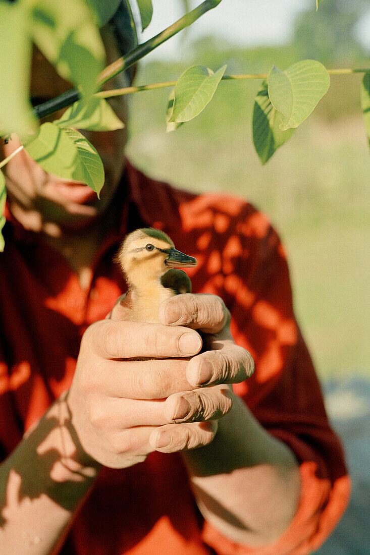 Mann hält ein neugeborenes Entenküken
