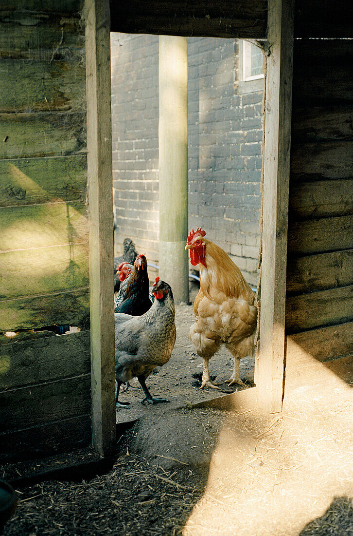 Freilaufende Hühner und Hühner in einem Hühnerstall