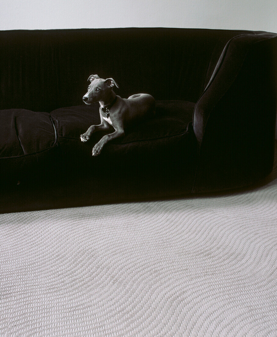 Graues Hündchen auf einem schwarzen Sofa in einem Wohnzimmer mit neutralem Teppichboden