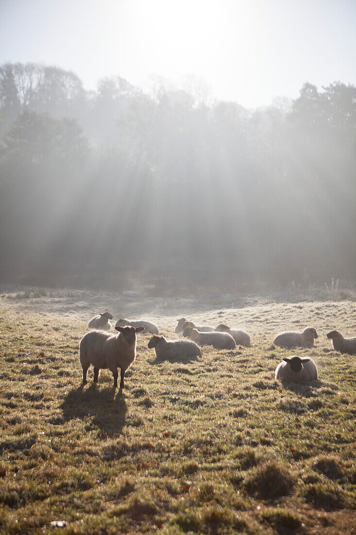 Herd of sheep sitting in sunlight on riverbank, United Kingdom
