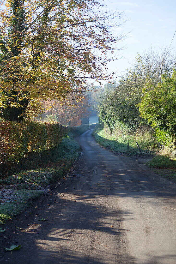 Landstraße mit schattenspendenden Herbstbäumen, Vereinigtes Königreich