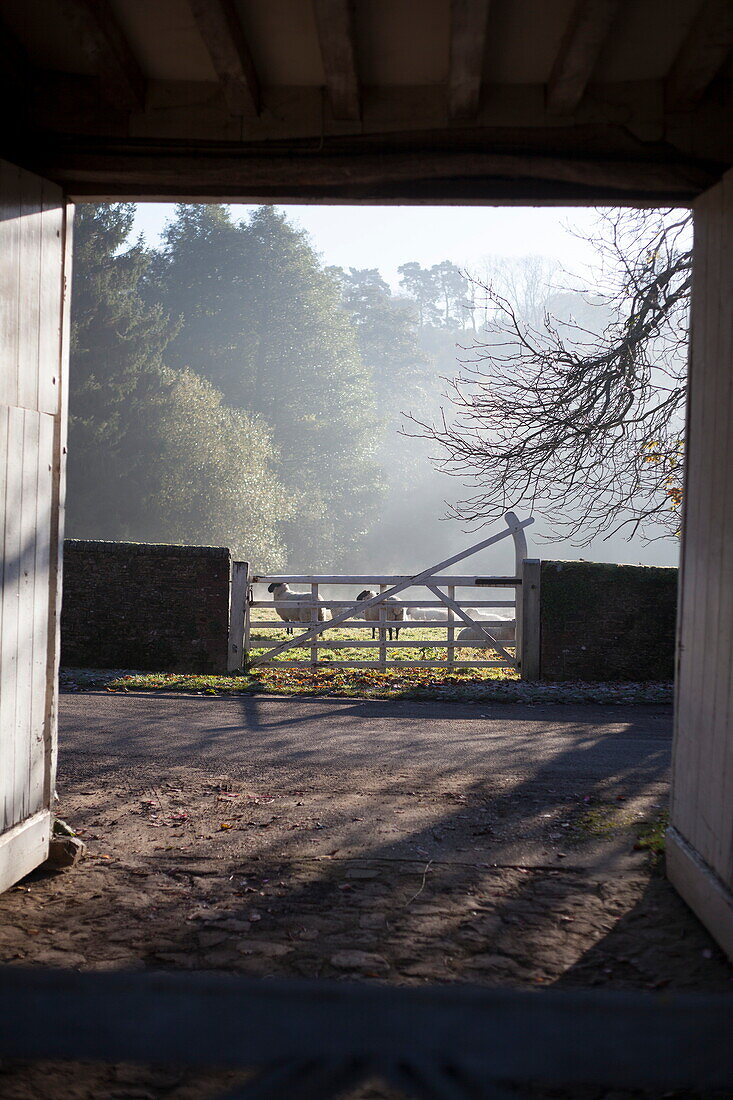 Sheep behind closed gate viewed through barn doors, United Kingdom