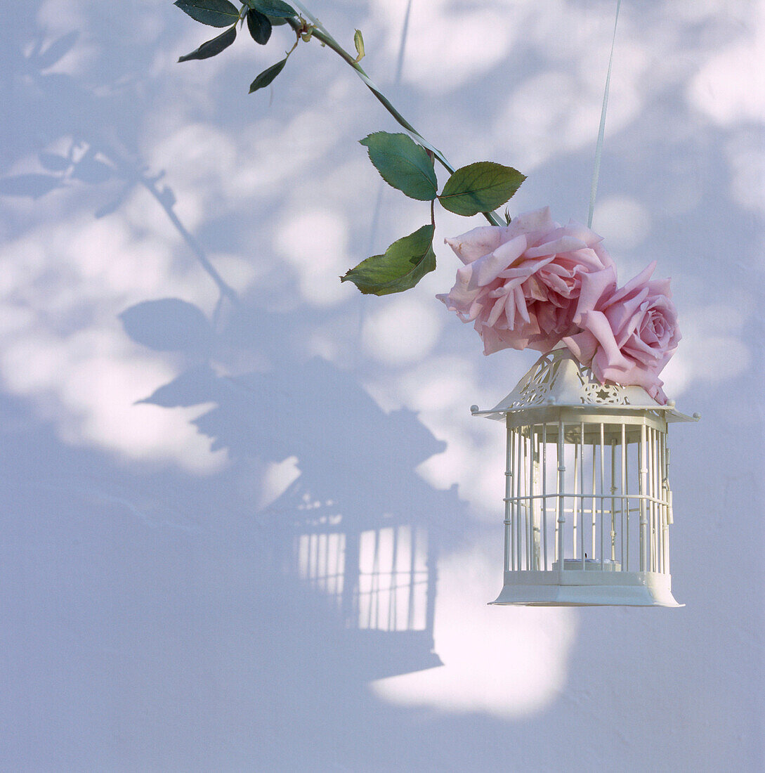 Kerzenlaterne im Vintage-Stil, die an einem Rosenstrauchzweig im Garten hängt