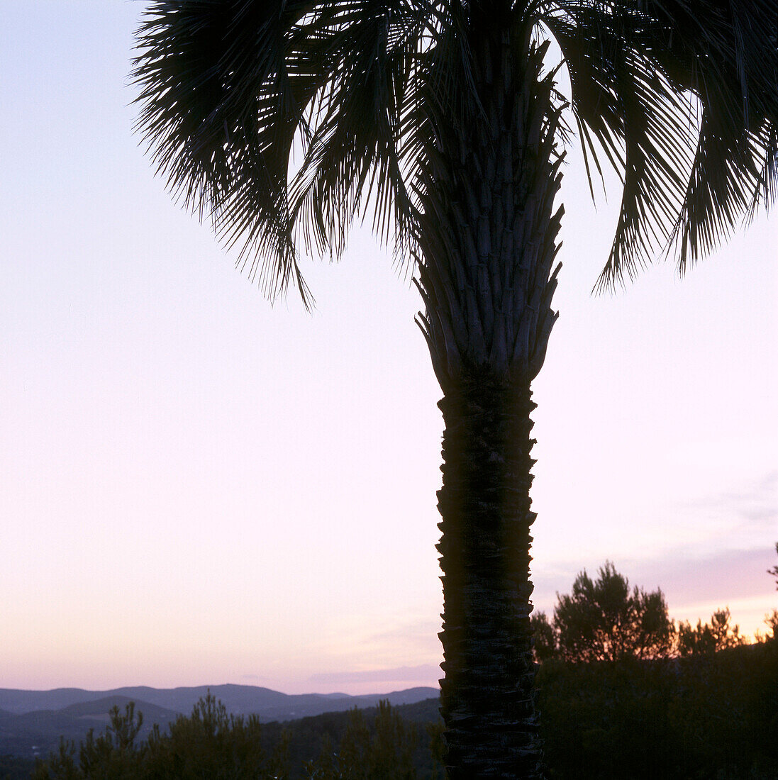 Silhouette einer Palme in der Abenddämmerung