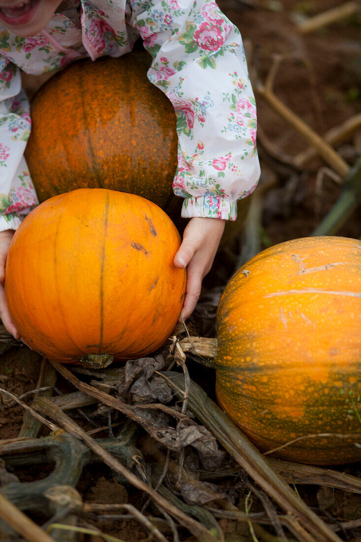 Girl pumpkin picking in October, UK